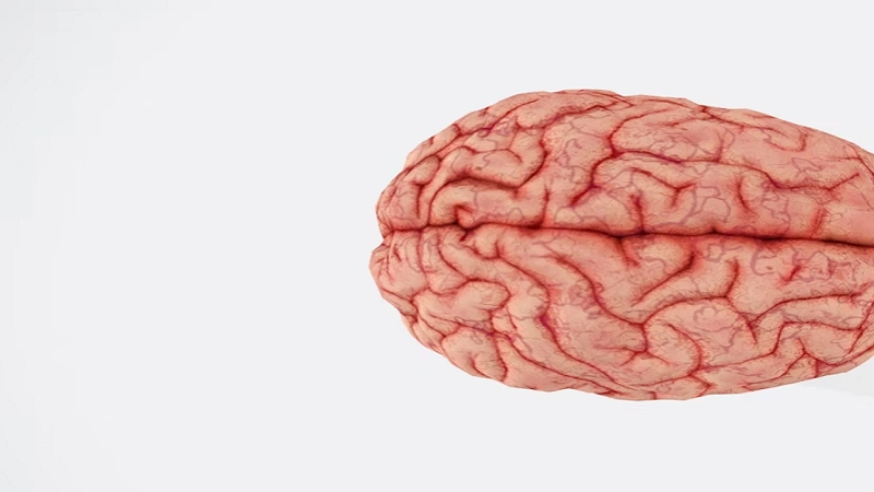 When the Mind Struggles but You Look Fine: The Hidden Toll of Cognitive Disabilities