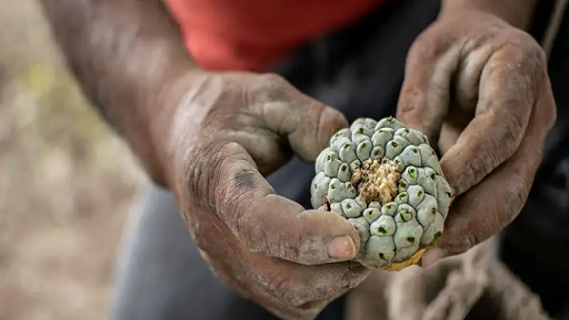 Mescaline Drug: An In-Depth Look into the Psychedelic Experience