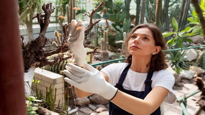 Common UK Tree Diseases That Need Surgery